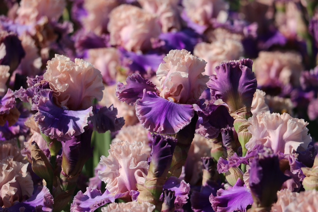 Highly Classified MidAmerica Garden